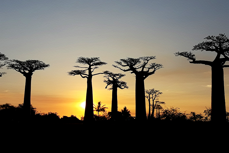Baobab del Madagascar