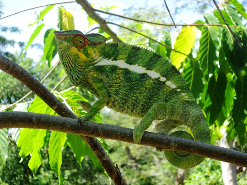Camaleonte Verde